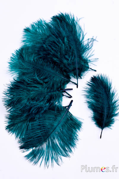 Struzzo Bellies - 8-13 cm - petrolio